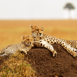 reserva masai mara